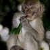 monkey_macaque_balinese_mf_ubud_v_0409_bal0410.jpg